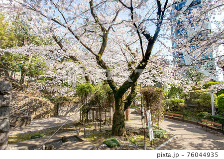 乃木神社と乃木公園の満開の桜乃木公園 乃木神社と乃木公園の満開の桜乃木公園 76044935