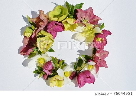 クリスマスローズの花のリース 76044951