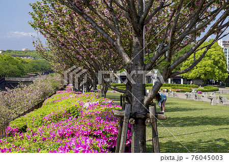 公園のツツジと牡丹桜 76045003