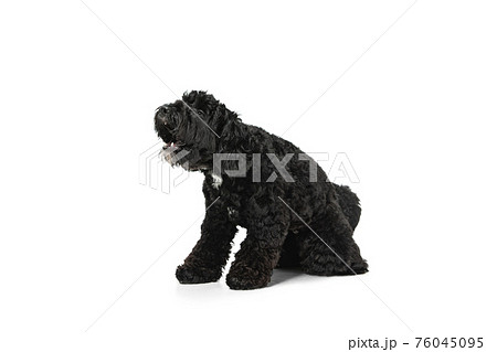 Young black Labradoodle playing isolated on white studio background Young black Labradoodle playing isolated on white studio background 76045095