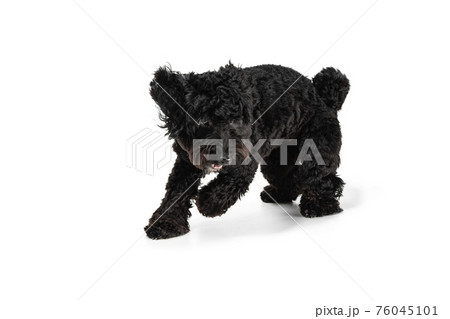 Young black Labradoodle playing isolated on white studio background 76045101