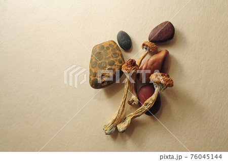 Dried Psilocybe Cubensis Psilocybin Mushrooms and sea stones 76045144