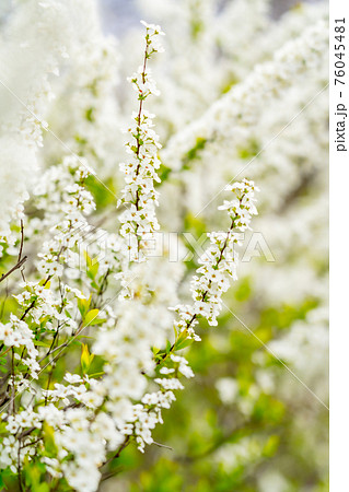 真っ白に咲き誇る花の写真素材