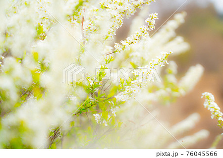 真っ白に咲き誇る花の写真素材