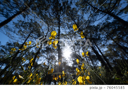 Yellow broom flowers in a pine forest, Forest massif at Carcans Plage, pine forest near Lacanau, on Yellow broom flowers in a pine forest, Forest massif at Carcans Plage, pine forest near Lacanau, on 76045585