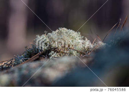 Moss, lichens in a pine forest, Forest massif at Carcans Plage, pine forest near Lacanau, on the Moss, lichens in a pine forest, Forest massif at Carcans Plage, pine forest near Lacanau, on the 76045586