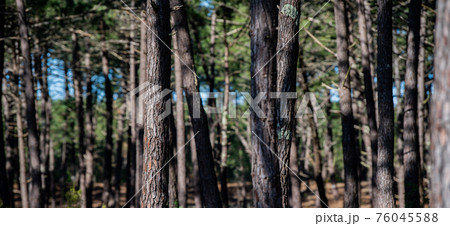 Forest massif at Carcans Plage, pine forest near Lacanau, on the French Atlantic coast Forest massif at Carcans Plage, pine forest near Lacanau, on the French Atlantic coast 76045588