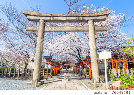 春の六孫王神社 76045591