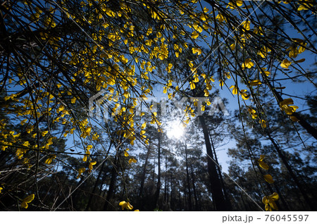 Yellow broom flowers in a pine forest, Forest massif at Carcans Plage, pine forest near Lacanau, on 76045597