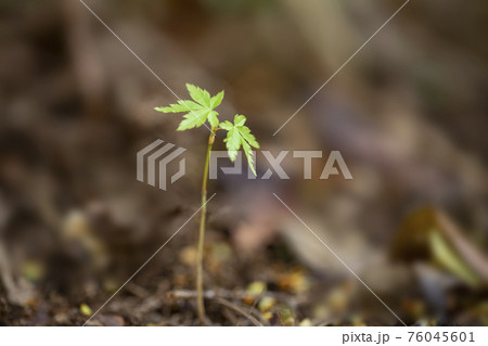 楓の新芽 76045601