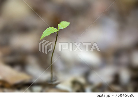 森の新芽 76045636