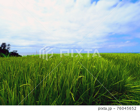 能登半島の千枚田（晴れた夏） 76045652