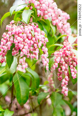 山の中に咲くピンク色の小さな花 三月 の写真素材