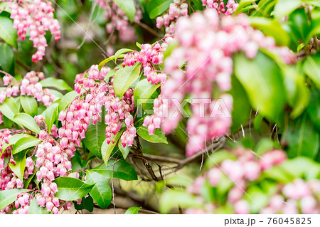 山の中に咲くピンク色の小さな花 三月 の写真素材