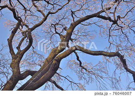 宝珠寺のヒメシダレザクラ 76046007