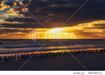 Large flock of seagulls over a sand beach in Florida at sunset Large flock of seagulls over a sand beach in Florida at sunset 76046013