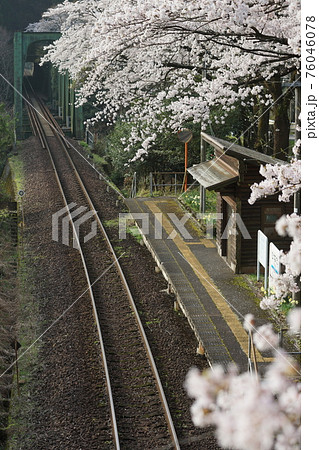 桜満開の樽見鉄道日当駅 桜満開の樽見鉄道日当駅 76046078