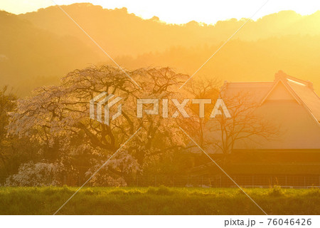 宝珠寺のヒメシダレザクラ 76046426