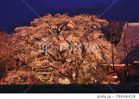 宝珠寺のヒメシダレザクラ 76046428