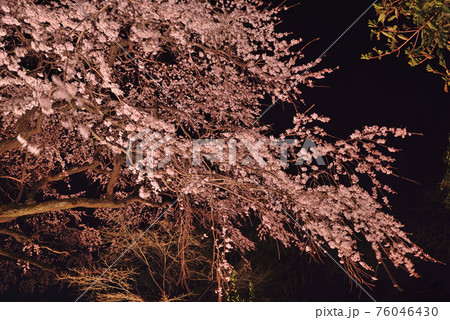 宝珠寺のヒメシダレザクラ 76046430