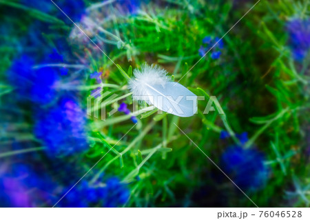 White bird feather among lavender flowers White bird feather among lavender flowers 76046528
