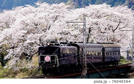 満開の桜、大井川鉄道 満開の桜、大井川鉄道 76046564
