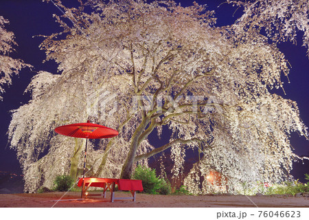 身延桜 妙法寺のしだれ桜 の写真素材