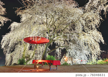 身延桜（妙法寺のしだれ桜） 76046631