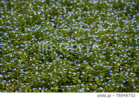 群生するオオイヌノフグリ 76046732