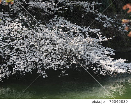 千鳥ヶ淵の桜202118 76046889