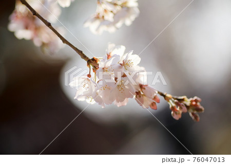 慈眼寺　しだれ桜 76047013
