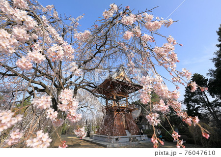 慈眼寺　しだれ桜 76047610