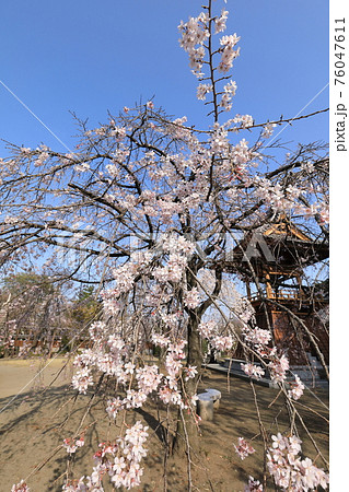 慈眼寺　しだれ桜 76047611