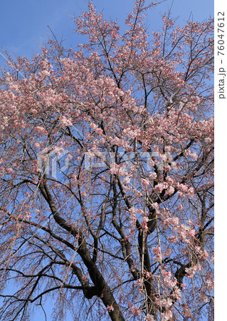 慈眼寺　しだれ桜 76047612