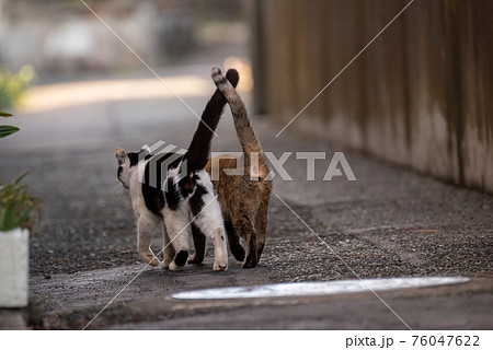 寄り添い歩く路地の猫 76047622