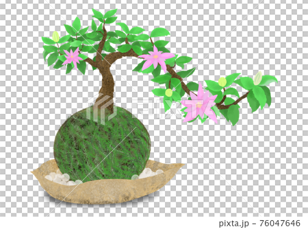 Water lily moss ball, cool Japanese modern style decoration of white glass ball on a ceramic plate 76047646