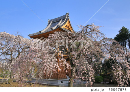 慈眼寺　しだれ桜 76047673