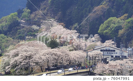 静岡県　家山の桜とEL機関車　春 76047991