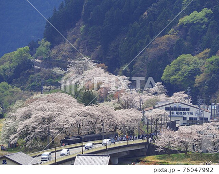 静岡県　家山の桜とEL機関車　春 76047992