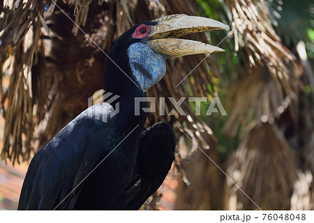 東武動物公園「シワコブサイチョウ」 76048048