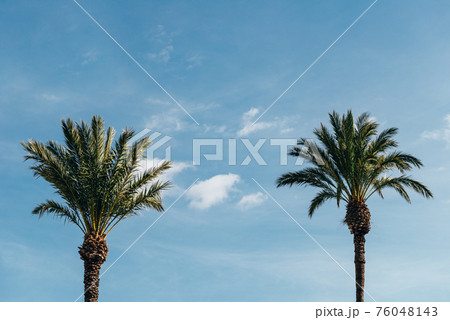 Palm trees, summer background 76048143