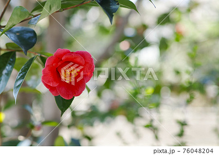 屋久島椿 76048204