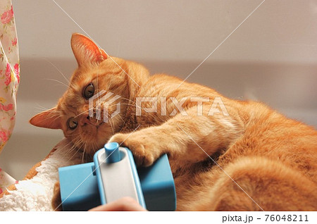 ブラッシング用ブラシにじゃれる茶色の猫の写真素材