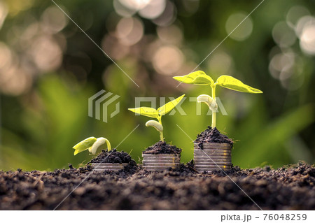 Coins and plants are grown on a pile of coins for finance and banking. The idea of saving money and increasing finances. 76048259