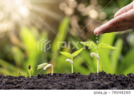 Growing crops on fertile soil and watering plants, including showing stages of plant growth, cropping concepts and investments for farmers. 76048260