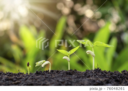 Small trees of different sizes on a green background, the concept of environmental stewardship and World Environment Day. 76048261