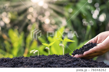 Planting crops on fertile soil and the hands of farmers spinning the soil, including showing the process of plant growth, cropping concepts and investments for farmers. 76048262