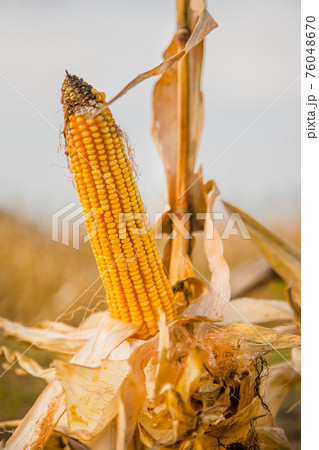 Agricultural field on which grow and change the color of ripe corn. 76048670