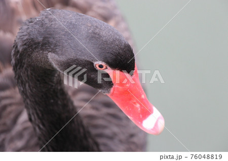 Black swan with head down Black swan with head down 76048819