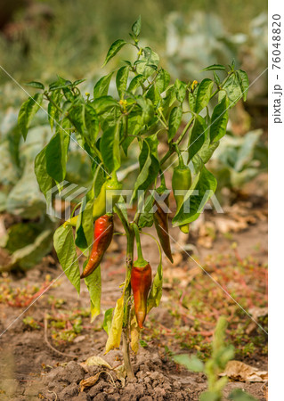 Dried Bell pepper. Bad harvest. Unsatisfactory results of growing organic vegetables Dried Bell pepper. Bad harvest. Unsatisfactory results of growing organic vegetables 76048820